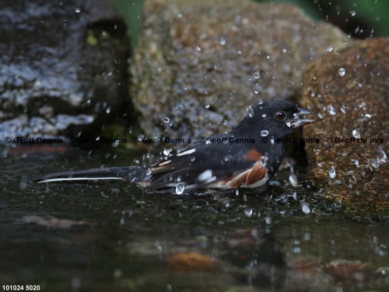 EATO-BQ_Eastern-Towhee