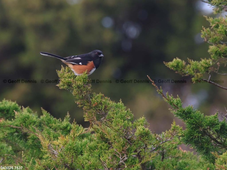 EATO-BR_Eastern-Towhee