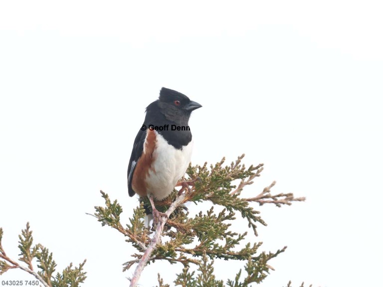 EATO-BS_Eastern-Towhee