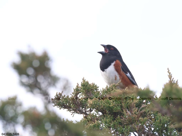 EATO-BT_Eastern-Towhee
