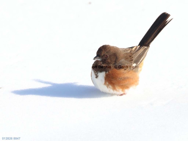 EATO-BU_Eastern-Towhee