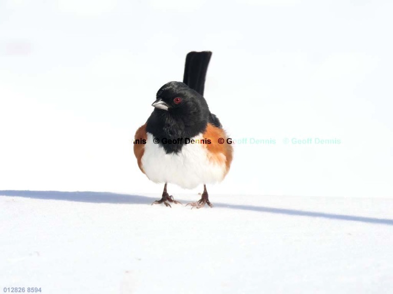 EATO-BW_Eastern-Towhee