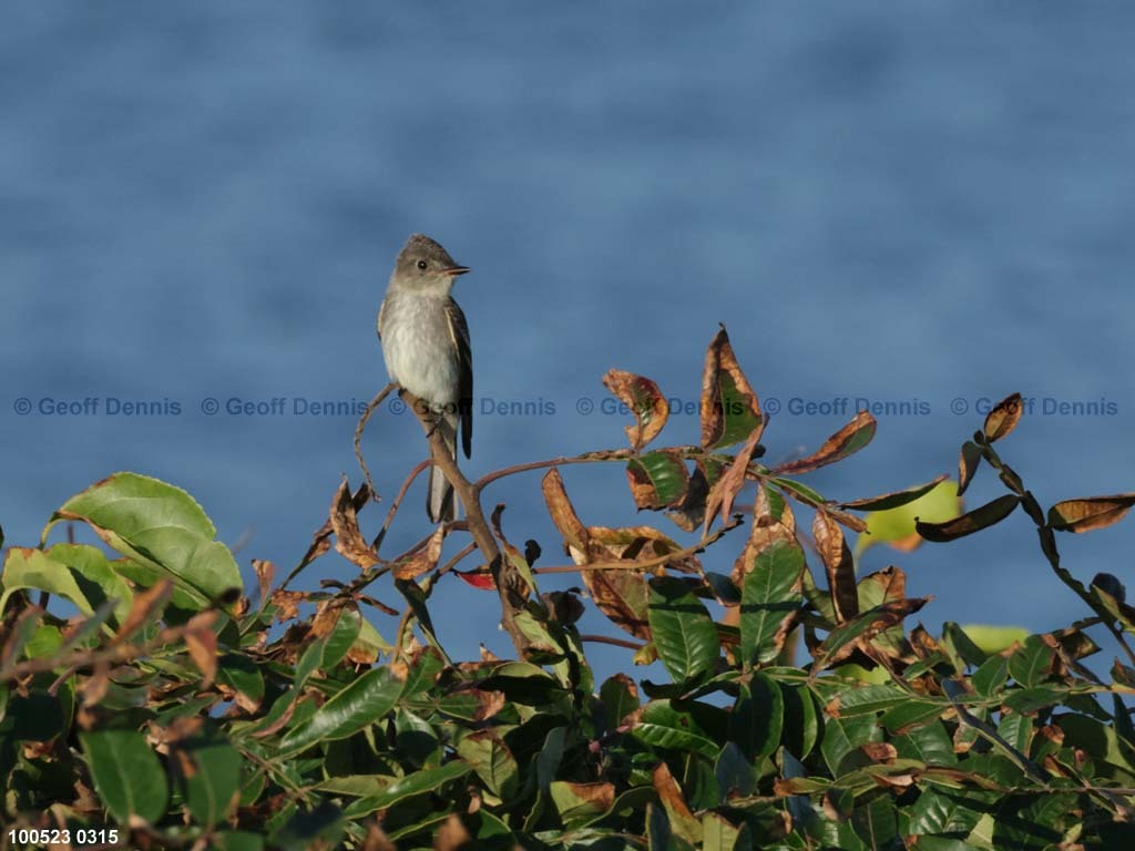 EAWP-AA_Eastern-Wood-Pewee