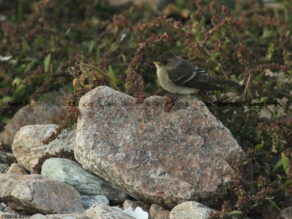 EAWP-AB_Eastern-Wood-Pewee