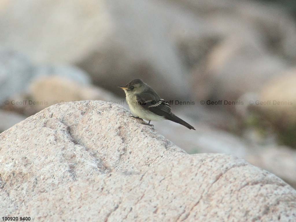 EAWP-AC_Eastern-Wood-Pewee