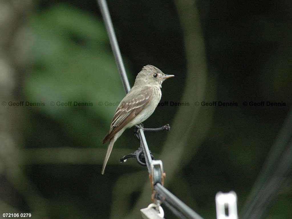 EAWP-AD_Eastern-Wood-Pewee