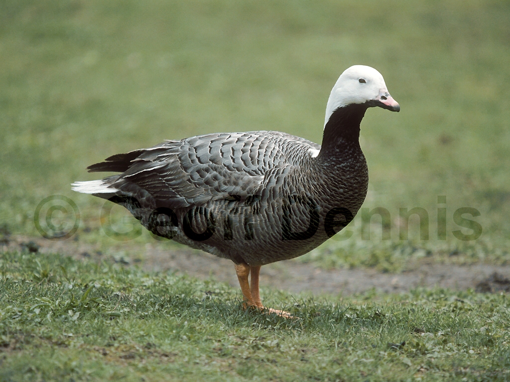 EMGO-AA_Emperor-Goose