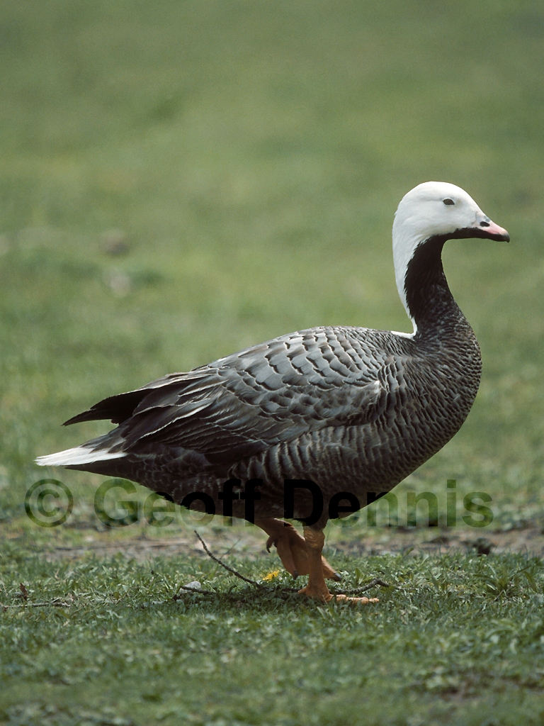 EMGO-AB_Emperor-Goose