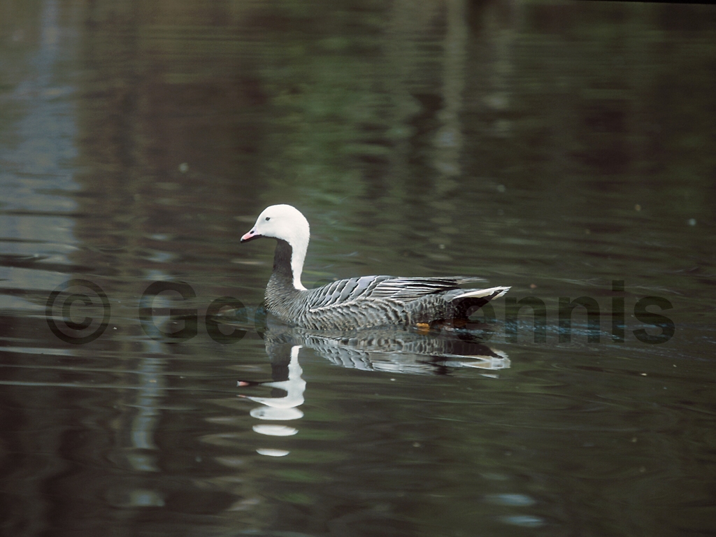 EMGO-AC_Emperor-Goose