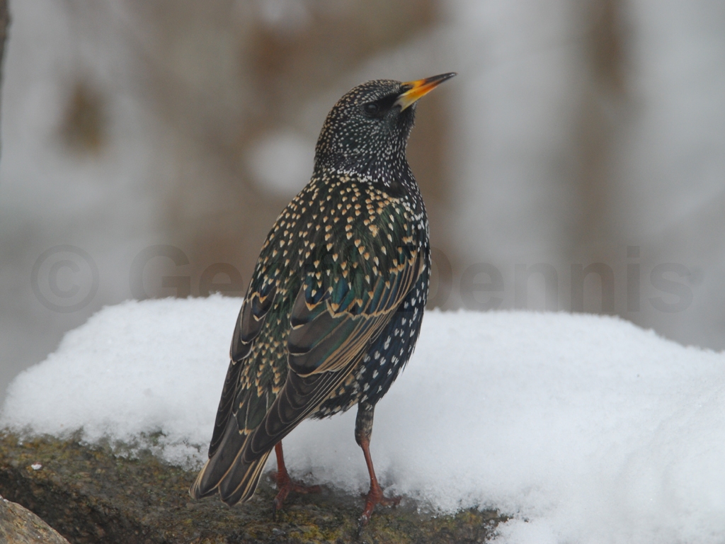 EUST-AA_European-Starling