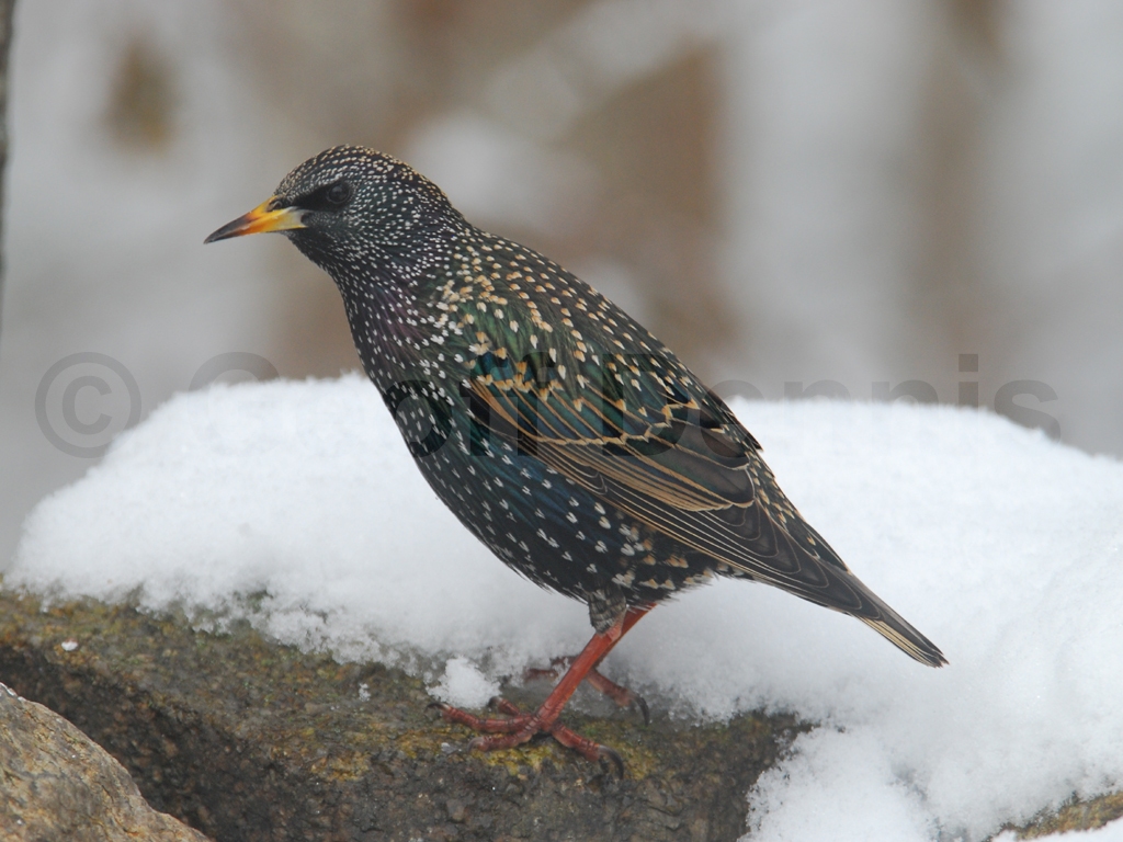 EUST-AB_European-Starling