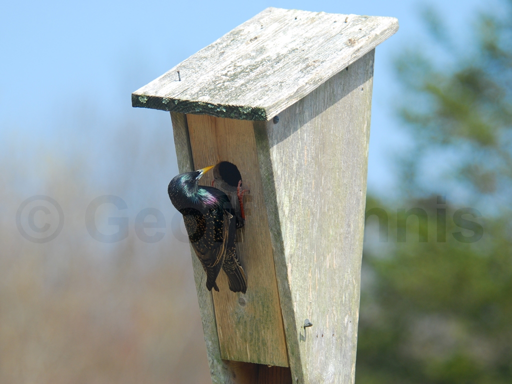 EUST-AC_European-Starling