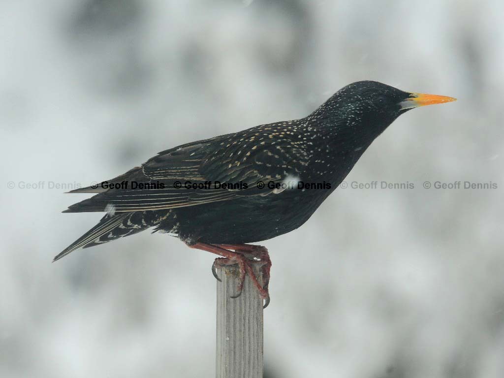 EUST-AD_European-Starling
