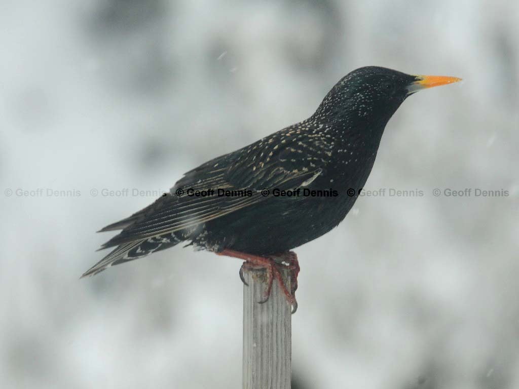 EUST-AE_European-Starling