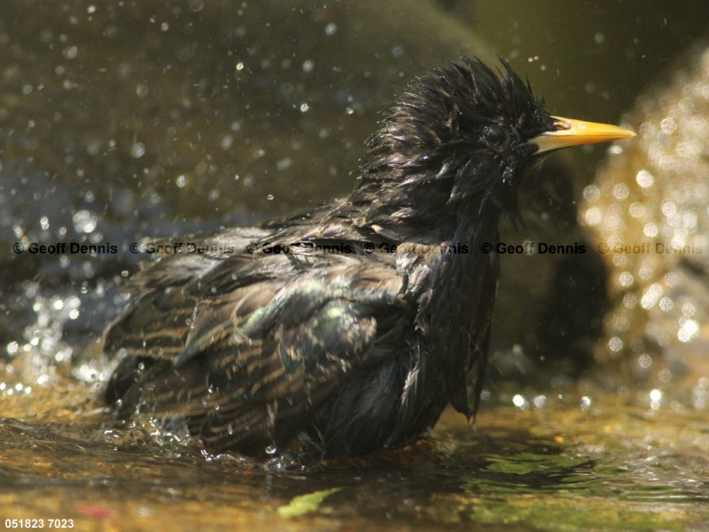 EUST-AF_European-Starling