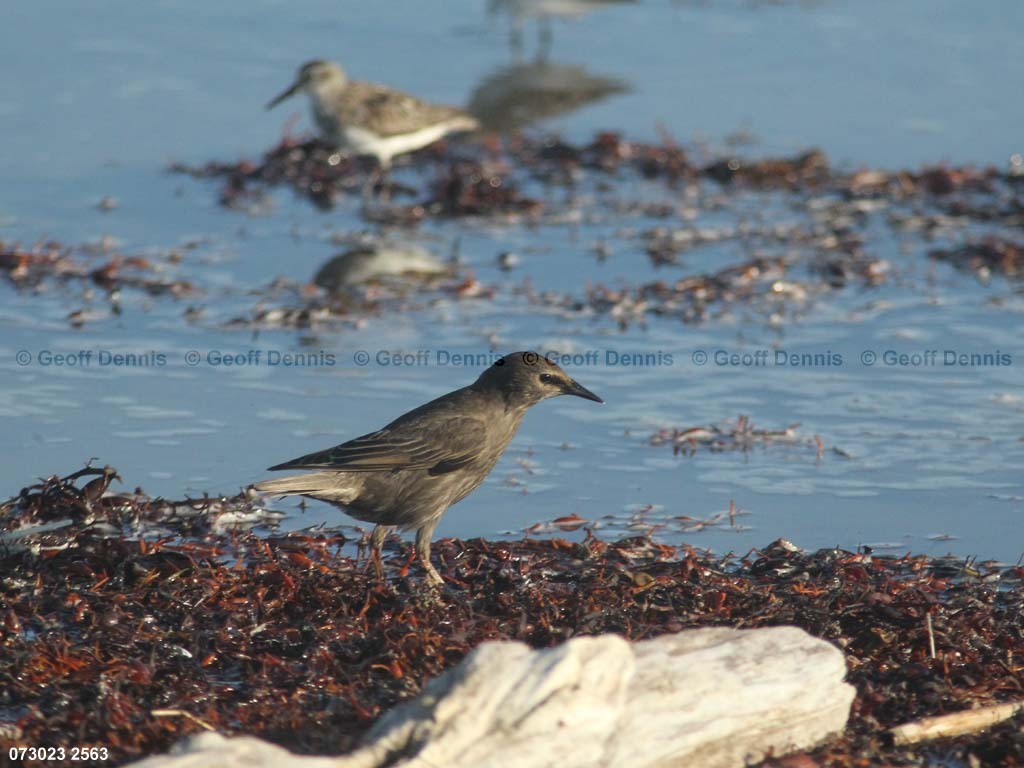 EUST-AG_European-Starling