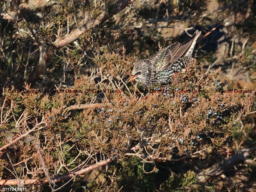 EUST-AH_European-Starling