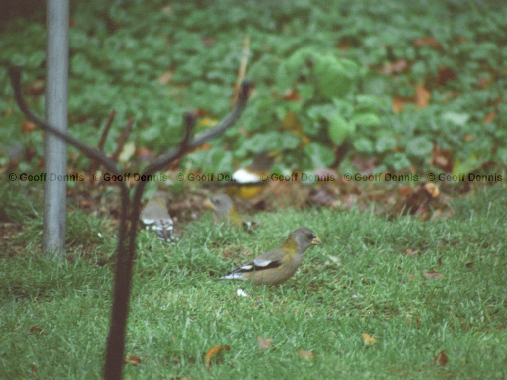 EVGR-AA_Evening-Grosbeak