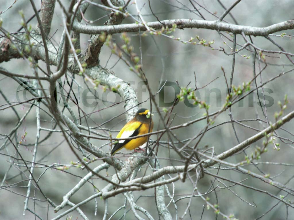 EVGR-AB_Evening-Grosbeak