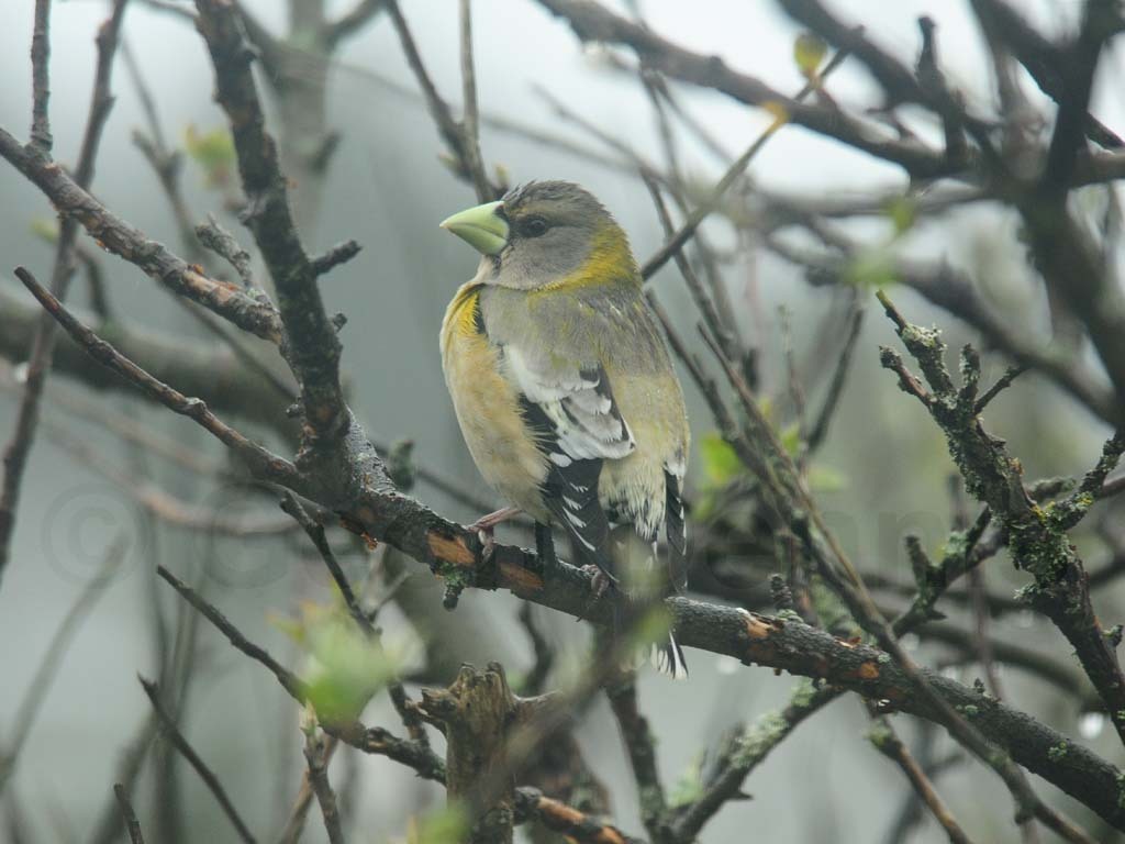 EVGR-AD_Evening-Grosbeak