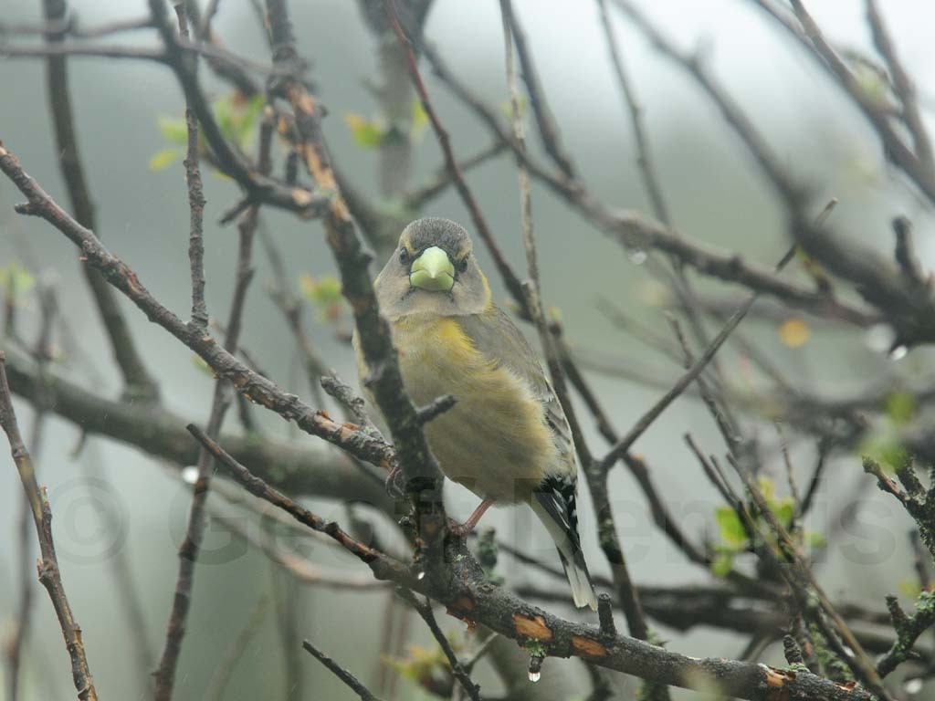 EVGR-AE_Evening-Grosbeak