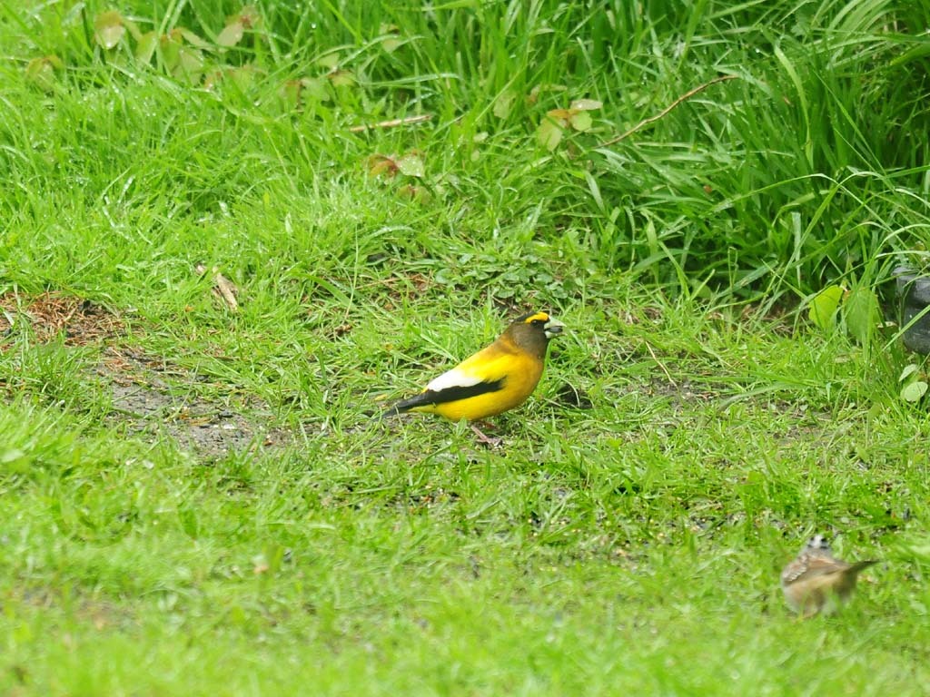 EVGR-AF_Evening-Grosbeak