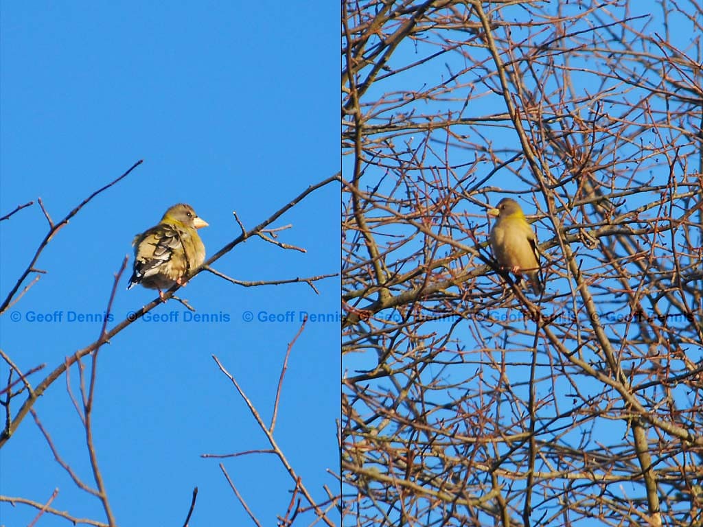 EVGR-AG_Evening-Grosbeak