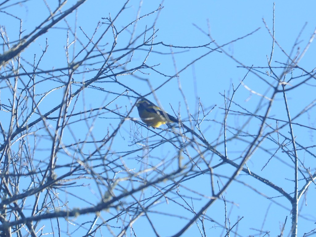 EVGR-AH_Evening-Grosbeak