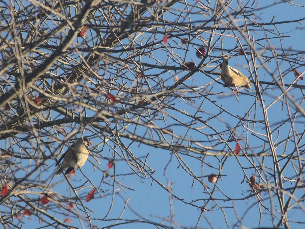 EVGR-AI_Evening-Grosbeak