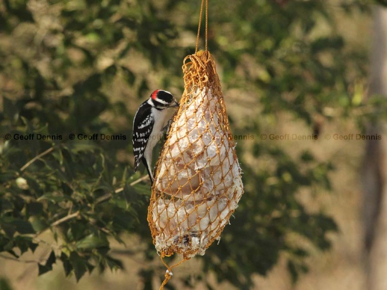 FEEDR-Suet-Bag-AC