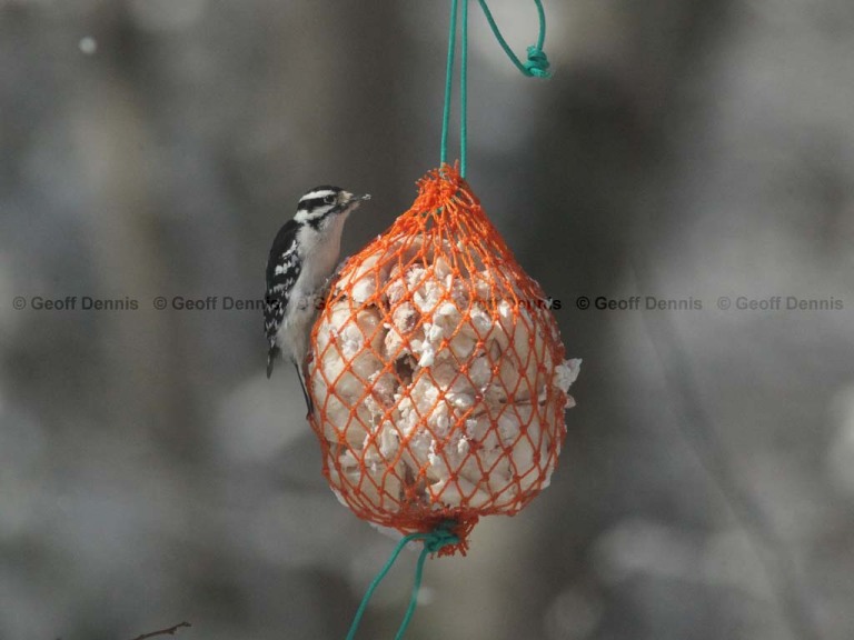 FEEDR-Suet-Bag-ACA