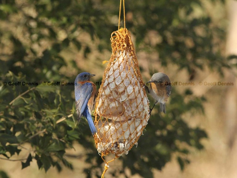 FEEDR-Suet-Bag-AE