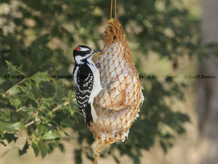 FEEDR-Suet-Bag-AH