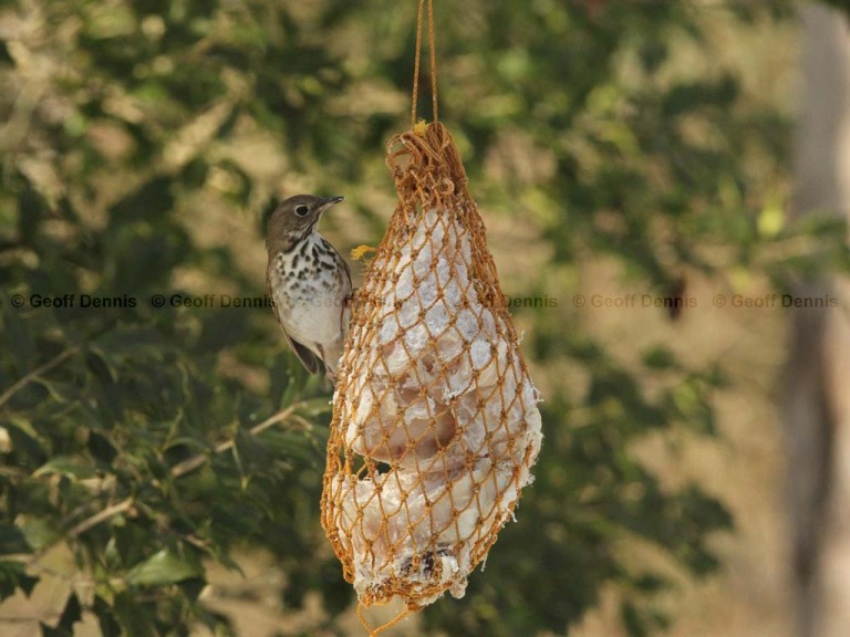 FEEDR-Suet-Bag-AI