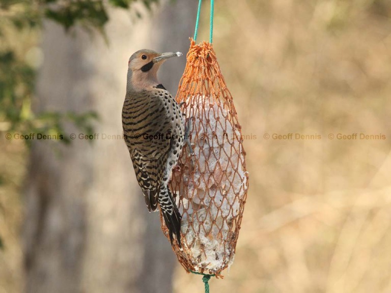 FEEDR-Suet-Bag-AJ