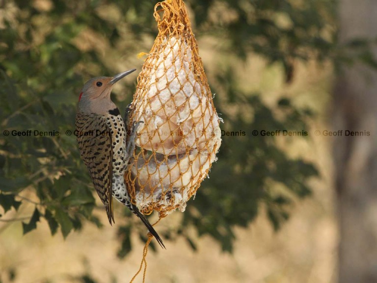 FEEDR-Suet-Bag-AK