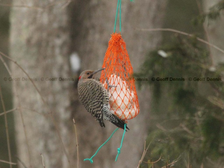 FEEDR-Suet-Bag-AKA