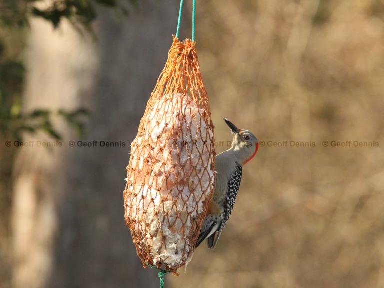 FEEDR-Suet-Bag-AM