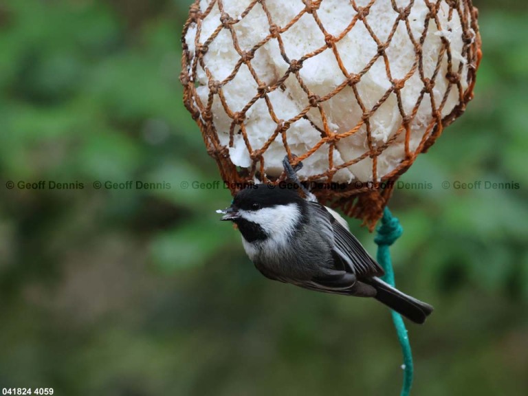 FEEDR-Suet-Bag-AN