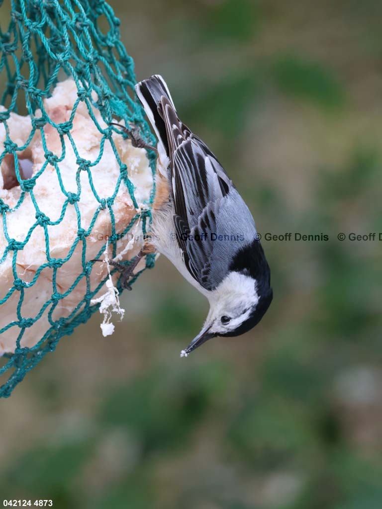 FEEDR-Suet-Bag-AQ