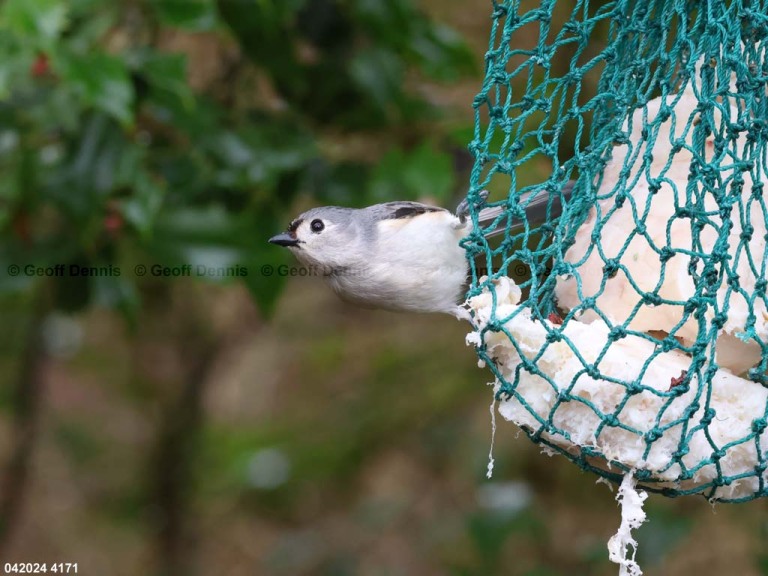 FEEDR-Suet-Bag-AR