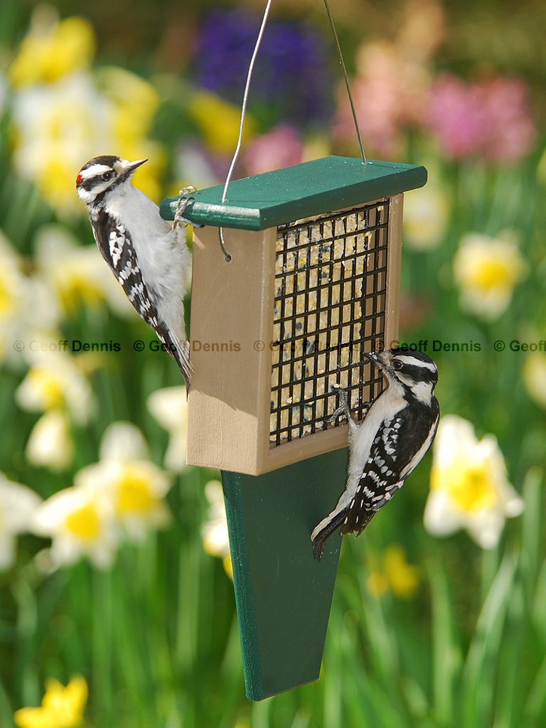 FEEDR-Suet-Cage-AA