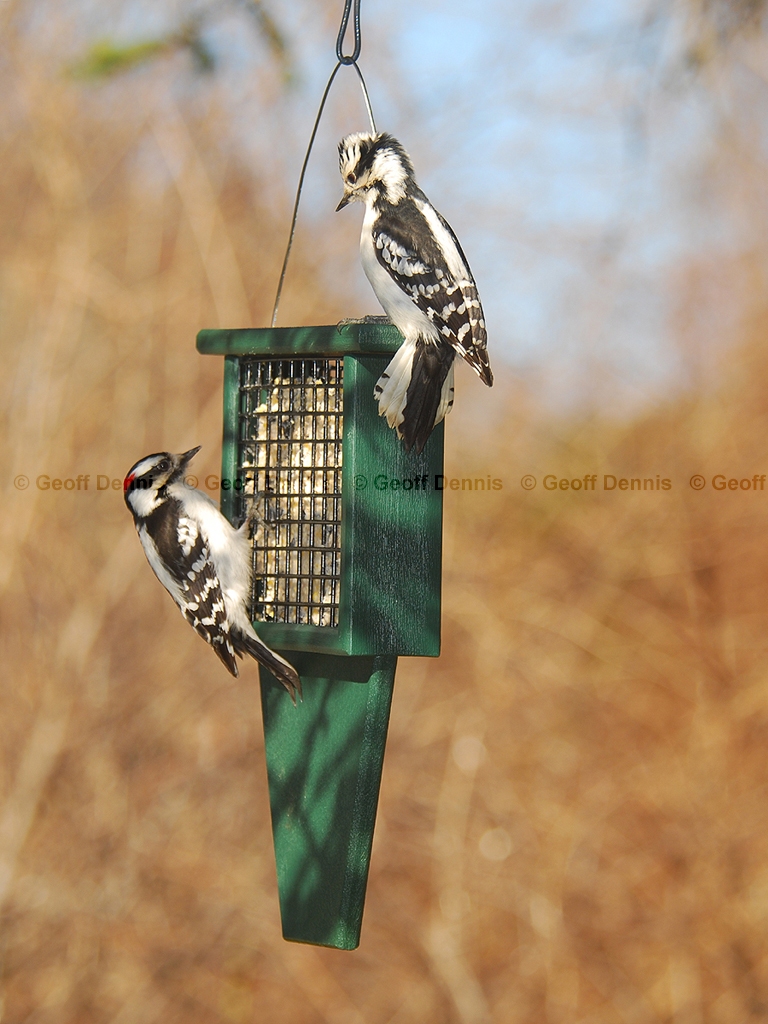 FEEDR-Suet-Cage-AB