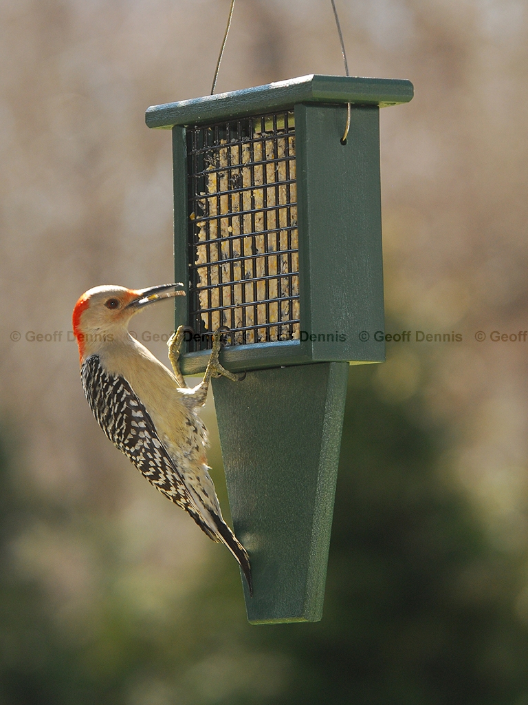 FEEDR-Suet-Cage-AE