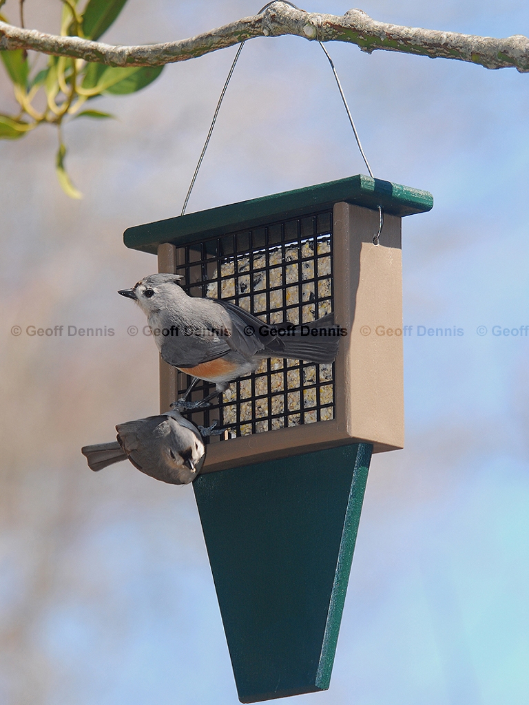 FEEDR-Suet-Cage-AF