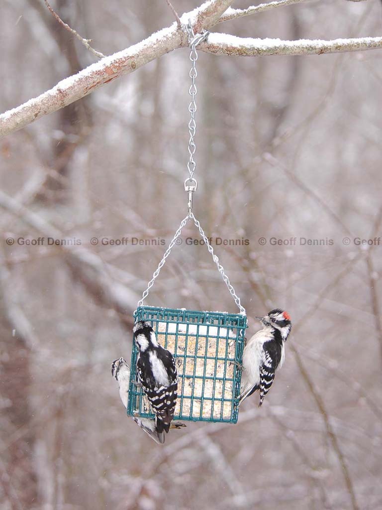 FEEDR-Suet-Cage-AK