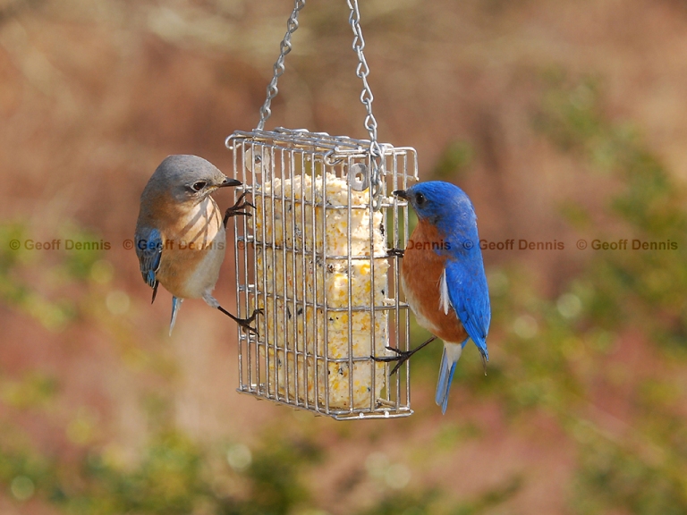 FEEDR-Suet-Cage-AL