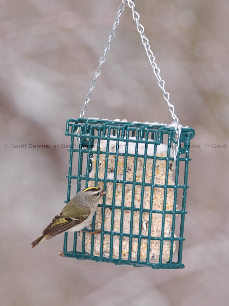 FEEDR-Suet-Cage-AM