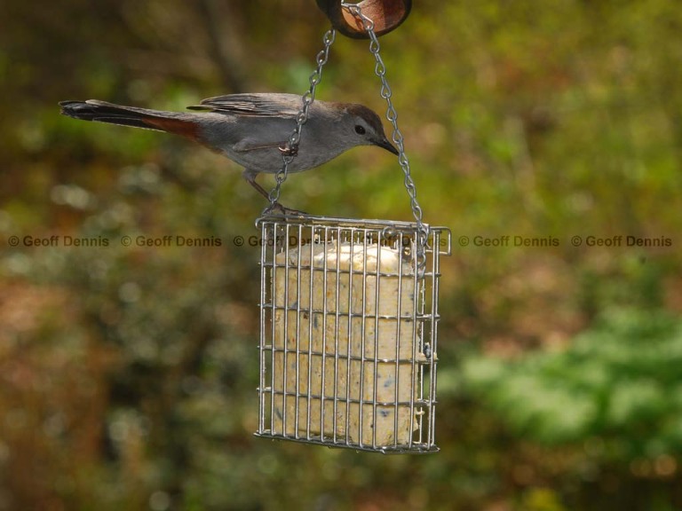 FEEDR-Suet-Cage-AO