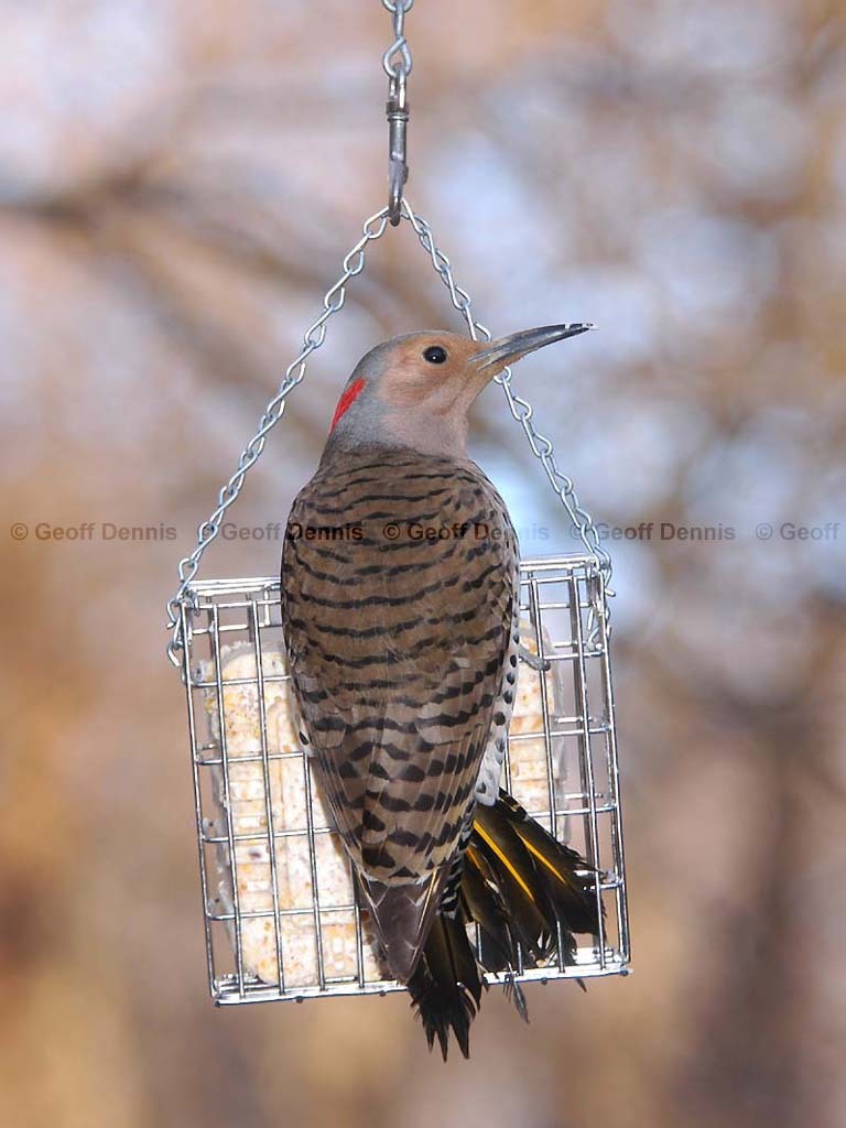 FEEDR-Suet-Cage-AP